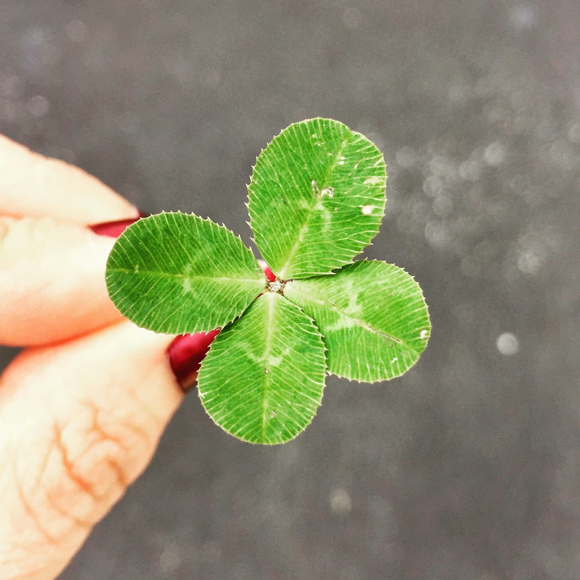 Four-leaf clover